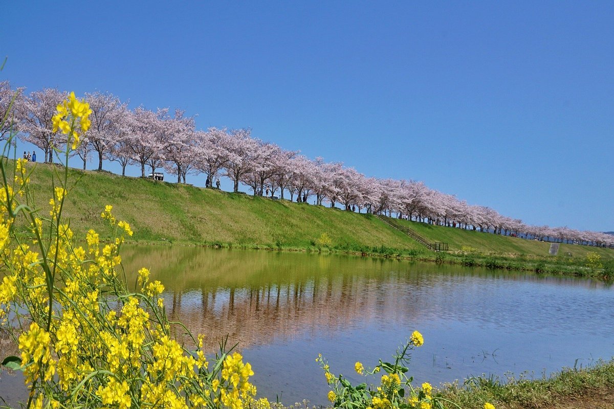 🌸 오노 벚꽃길 (오노 사쿠라즈츠미 카이로) 이미지 7
